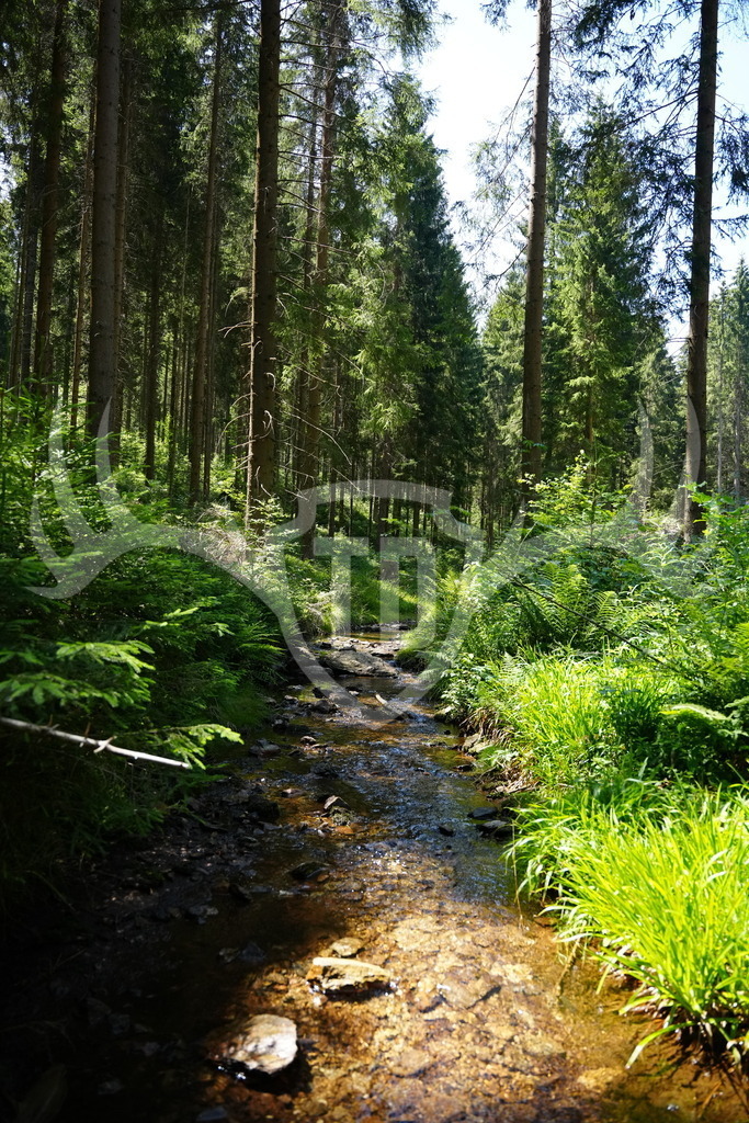 FC101439 | Fotogalerie der Treibjagd im Dunkelwald - Dein MTB Etappenrennen im Erzgebirge - Realisiert mit Pictrs.com