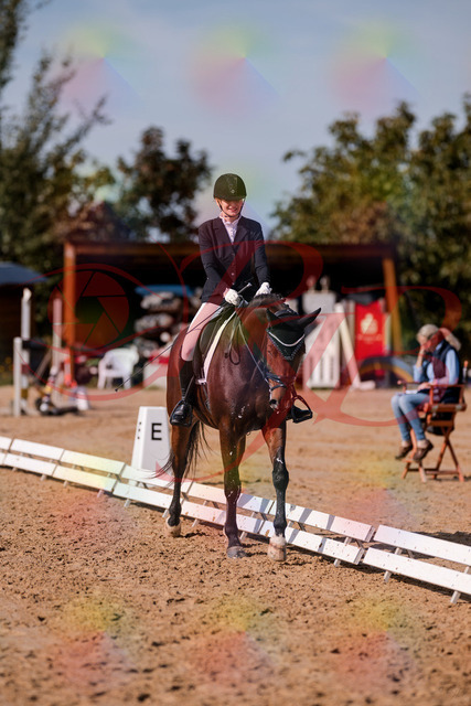 2026_10_03_Siefer-Hof_125537_Z81_45106651 | Professionelle Reitsport-, Turnier- und Eventfotografie von Robert Broda. Galerien mit ausgewählten und bearbeiteten Bildern direkt online ansehen und bestellen.