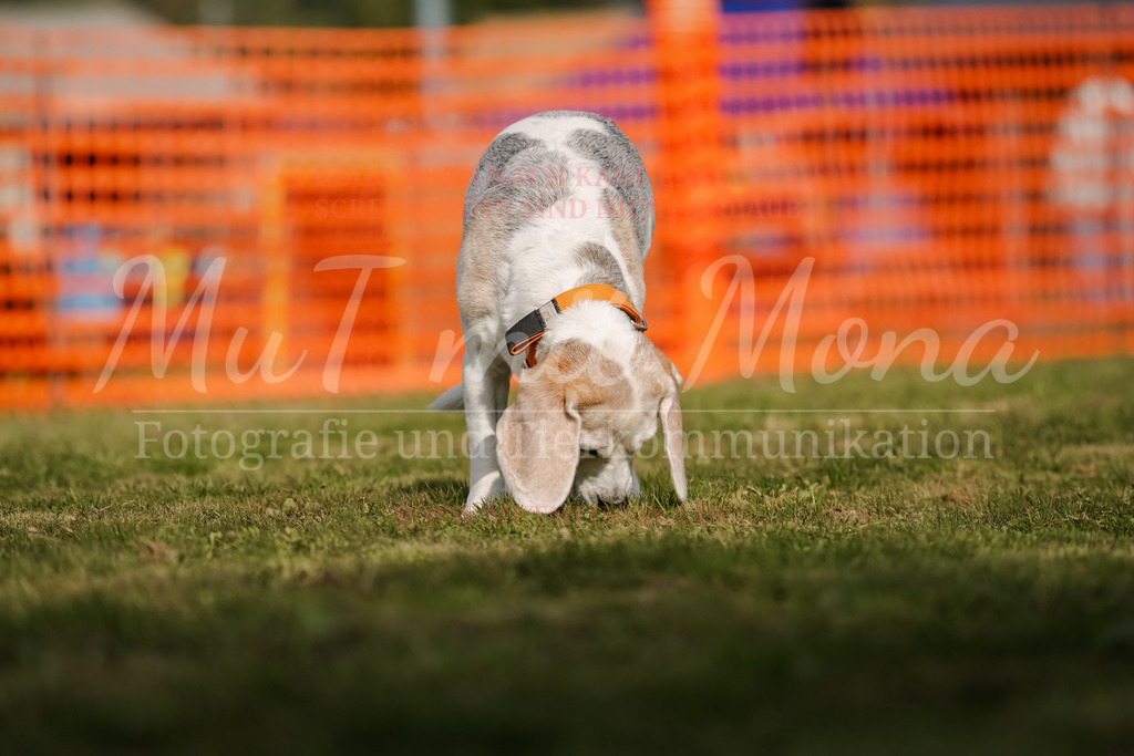 20250928_Hunderennen-471 | MuT (Mensch und Tier) mit Mona - Fotografie und Tierkommunikation - Realisiert mit Pictrs.com