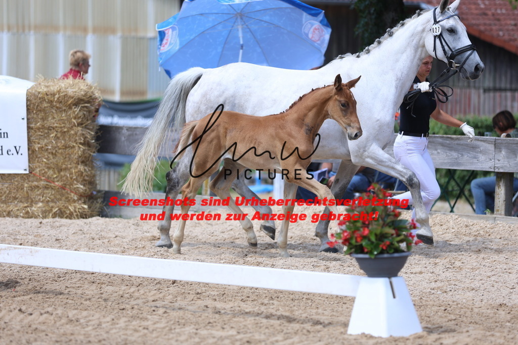 Fohlenschau_Schwäbisch_Hall_springbetonte_Fohlen_KN 27_2 | lmwpictures - Realisiert mit Pictrs.com