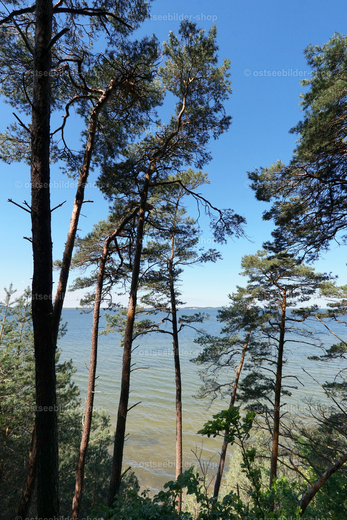 Steilufer mit Kiefern | Ein Kiefernwald direkt am Hochufer. Das Bild zeigt den Blick auf den Großen Jasmunder Bodden. 