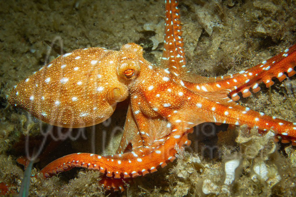 Callistoctopus macropus | weißgefleckter Langarmkrake - Realisiert mit Pictrs.com