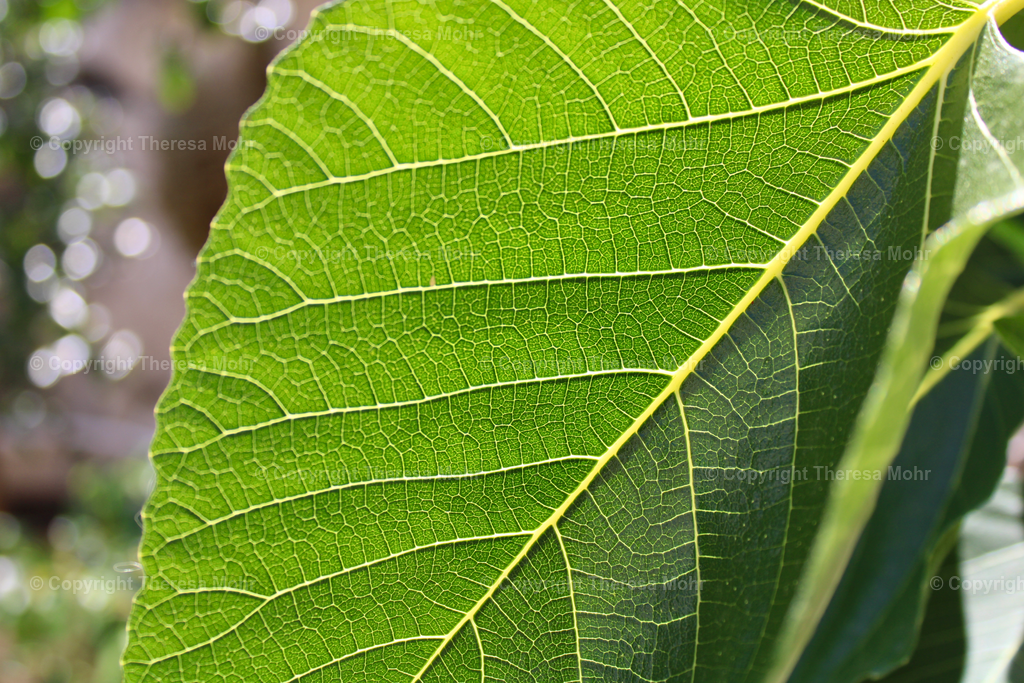 Blattmaserung | Naturpuls - Realisiert mit Pictrs.com