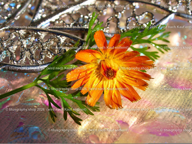 titusgraphy_P9066696-vz-ln | OLYMPUS DIGITAL CAMERA - Realisiert mit Pictrs.com