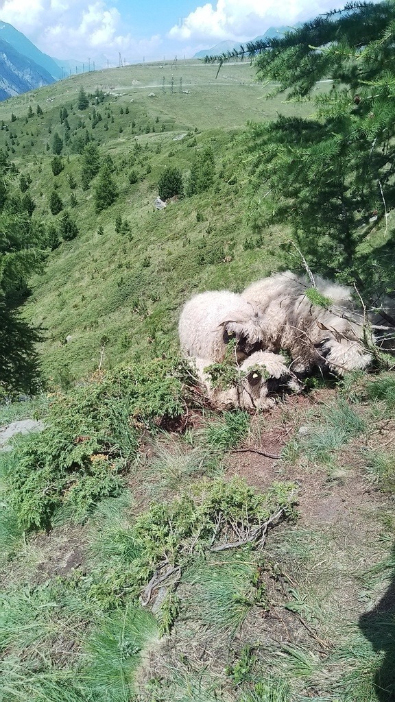 IMG_20250705_145626 | zermatt-wallis-berge-und-mehr - Realisiert mit Pictrs.com