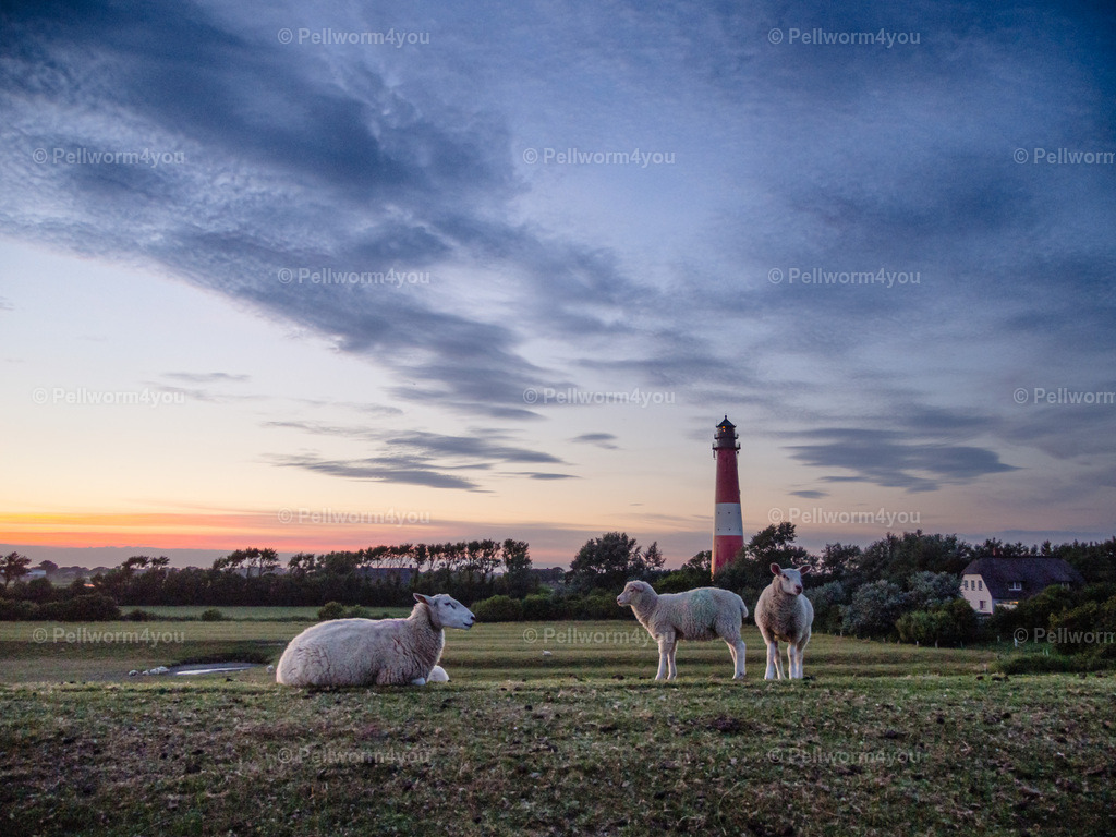20180711-_7113678 | Pellwormer Bilder und Fotos als Poster, auf Leinwand mit Keilrahmen, hinter Acrylglas, auf Alu-Dibond oder Forex-Platte und vieles mehr. Zum verschenken, für die Ferienwohnung oder für zu Hause. - Realisiert mit Pictrs.com