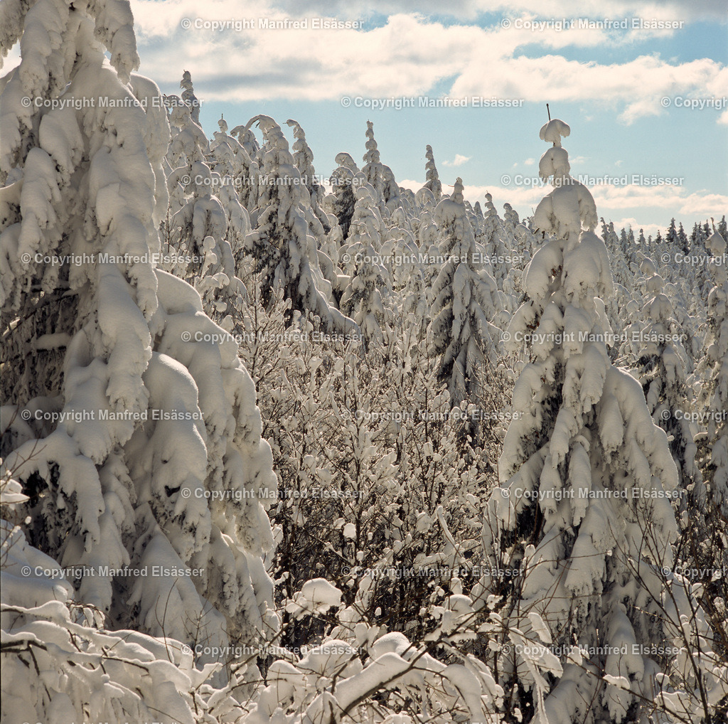 Vom Schnee gebeugte Baumwipfel WB-031 | Wald, Ruhe, Erholung, Abschalten, relaxen, Augenoasen, Kraft tanken, Waldbaden, Stress reduzieren, Bäume, Kirschblüten, Frühlingswald, Sonne im Wald, Licht im Wald, Herbstwald, Waldwege, Gebirgswald, Wasser im Wald, Felsen im Wald, - Realisiert mit Pictrs.com