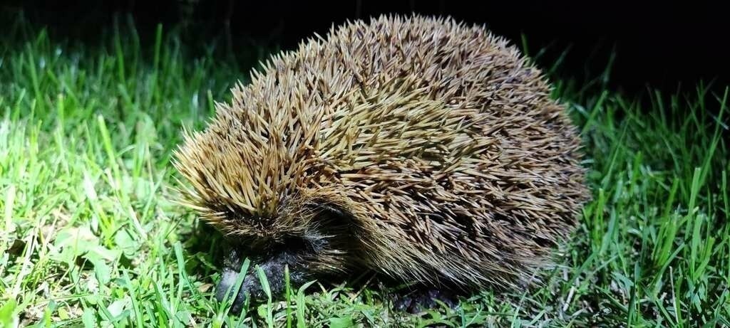 IMG_20220917_042248 | pfalznatur - Realisiert mit Pictrs.com