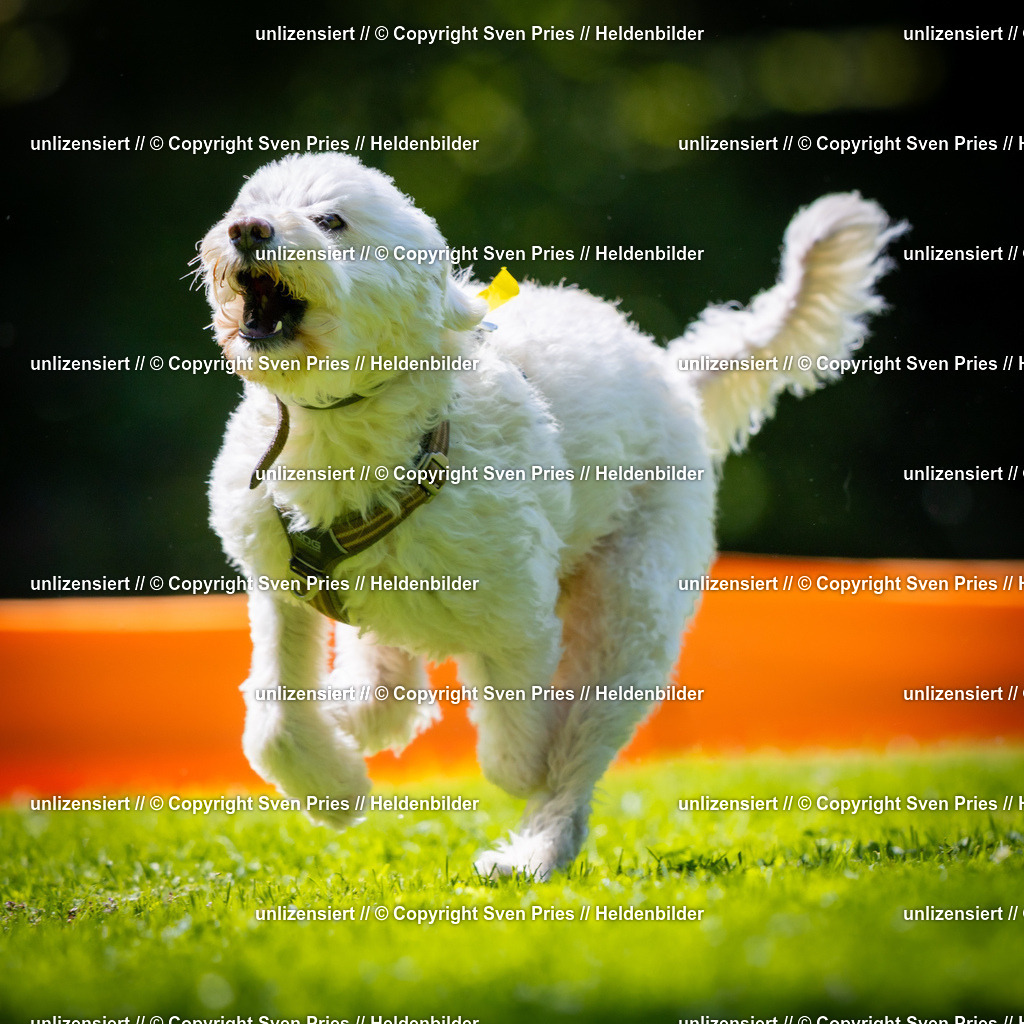 Sven Pries | 2025-08-10 - Hunderennen Durlach - Realisiert mit Pictrs.com