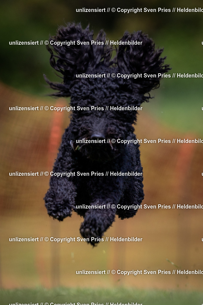 Sven Pries | 2024-04-21 - Hunderennen Baden-Oos
Foto: Sven Pries - Realisiert mit Pictrs.com