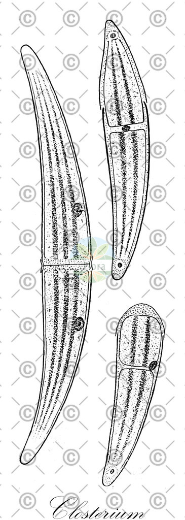 HistAbb_3R7G_2_ENZY_Simple | Historische Abbildung von Closterium - Closteriaceae (0) | Historical Illustration of Closterium - Closteriaceae (0)