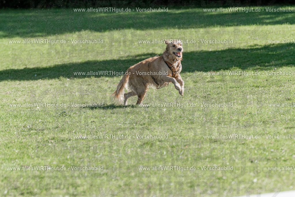 Hundeschwimmen_Volksbad_2026-allesWIRTHgut_Tierfotografie-2609061056-FAY06041 | Professionelle Tierfotografie in Mönchengladbach von Daniel Wirth (allesWIRTHgut). Liebevolle & natürliche Bilder von Hunden & Katzen für unvergessliche Erinnerungen.