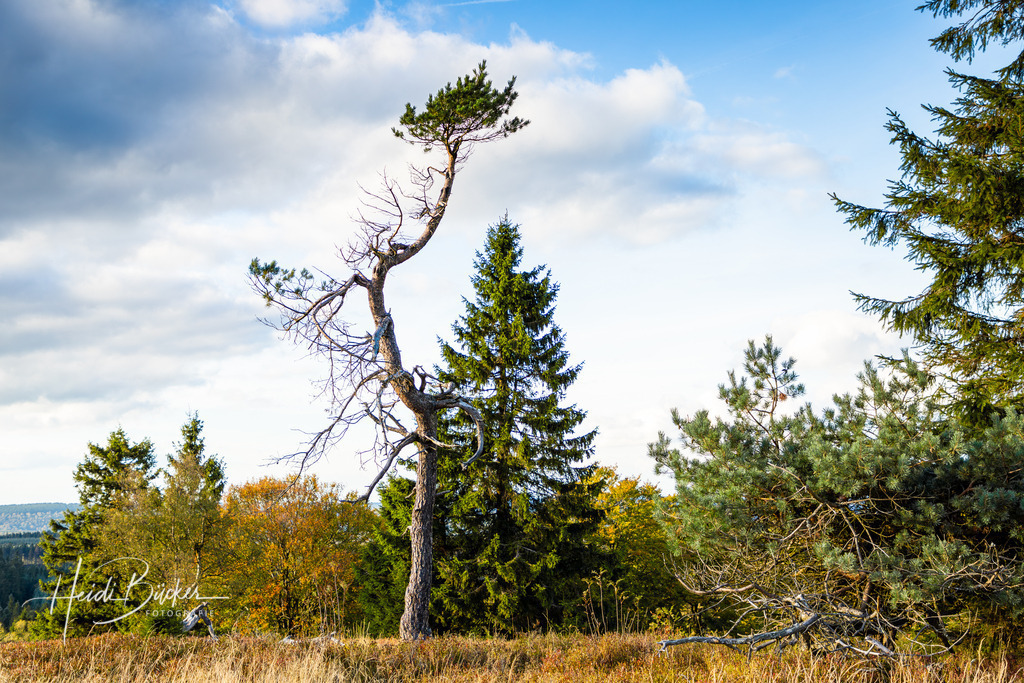 Alte Kiefer auf dem Kahlen Asten | Alte Kiefer auf dem Kahlen Asten - Realisiert mit Pictrs.com