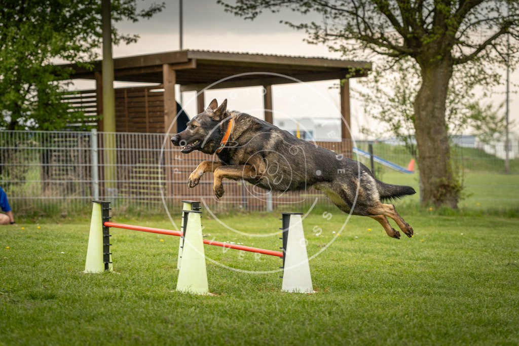 Pfotenfotografie_DV3A1338 | Hundefotografie, Tierfotograf, Pfotenfotografie, Fotoshooting Hund, Hunde Portrait, Hundesport, Hundeportraits, Heideshooting, Hunde, Sportfotograf, Hundefotograf, Turnierhundsport, THS,  - Realisiert mit Pictrs.com