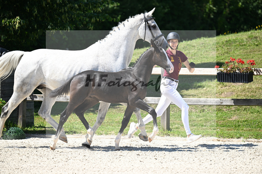 Kat-Nr. 15 Cullinen du Borget B x Zirocco Blue_HF_Pollnow_24250329 | hf-fotografie - Realisiert mit Pictrs.com
