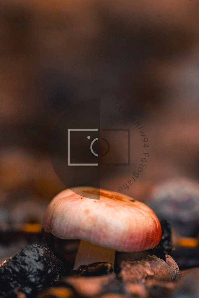 Täubling (Russula) Wandbild | Ich bin Fotograf und auf meiner Webseite hast du die Möglichkeit meine fotografie als Wandbilder druckfertig für dein Zuhause zu bestellten. - Realisiert mit Pictrs.com