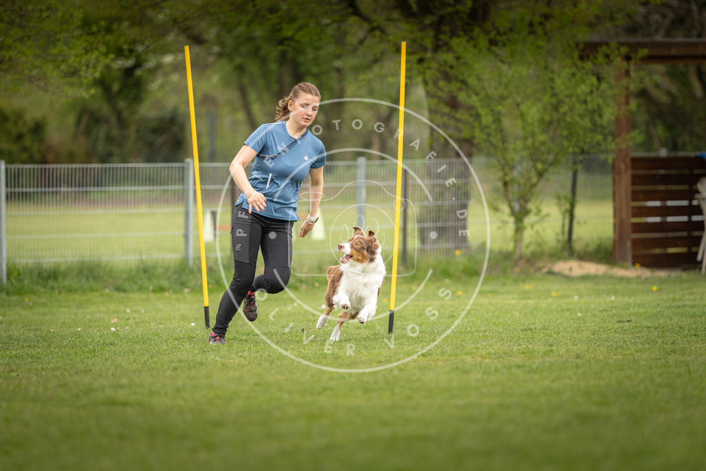 Pfotenfotografie_DV3A0213 | Hundefotografie, Tierfotograf, Pfotenfotografie, Fotoshooting Hund, Hunde Portrait, Hundesport, Hundeportraits, Heideshooting, Hunde, Sportfotograf, Hundefotograf, Turnierhundsport, THS,  - Realisiert mit Pictrs.com