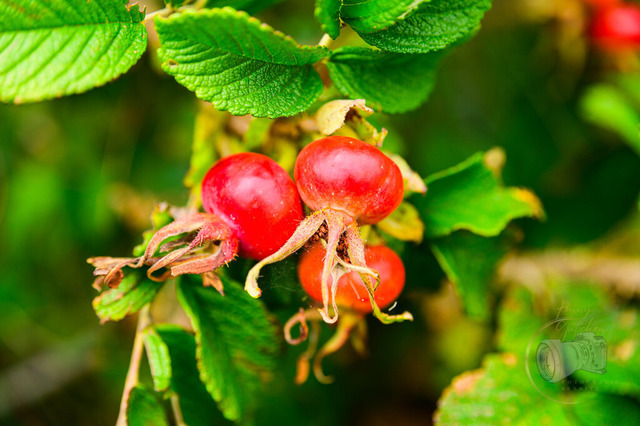 _DSC2123 | Shop für Prints Landschaftsfotografie Sächsische Schweiz Naturfotografie in Thüringen Fotos vom Findlingspark Nochten Kloster Sankt Marienstern Bilder Festung Königstein PanoramaRhododendronpark Kromlau FotogalerSchleswig-Holstein Küstenlandschaften