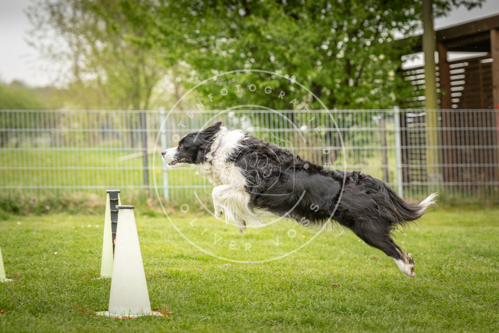 Pfotenfotografie_DV3A3278 | Hundefotografie, Tierfotograf, Pfotenfotografie, Fotoshooting Hund, Hunde Portrait, Hundesport, Hundeportraits, Heideshooting, Hunde, Sportfotograf, Hundefotograf, Turnierhundsport, THS,  - Realisiert mit Pictrs.com