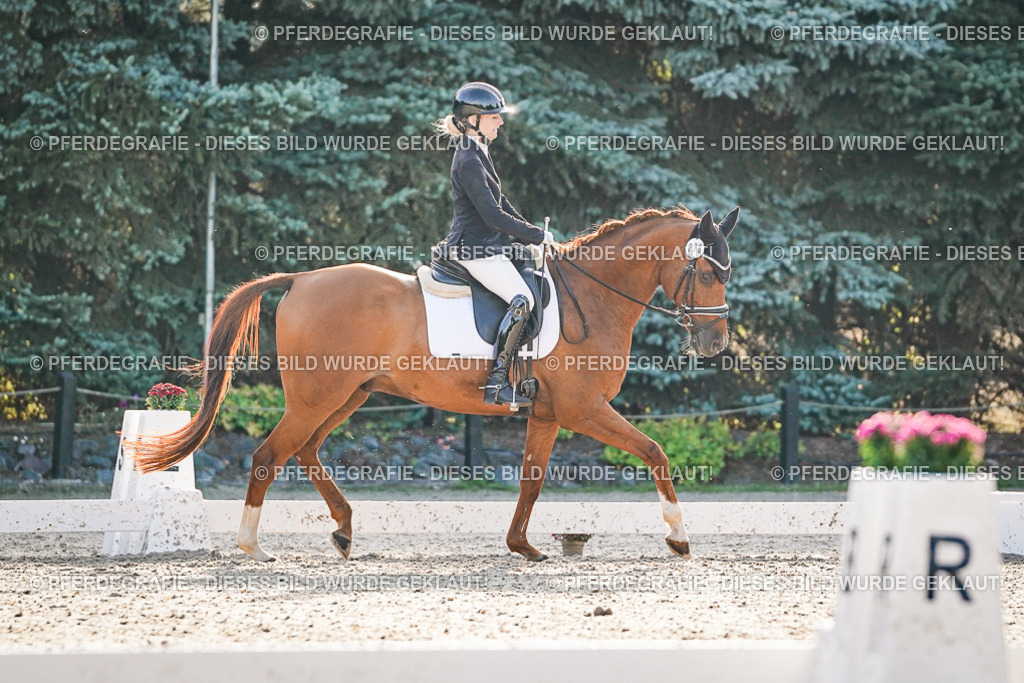 DSC08097 | Pferdegrafie