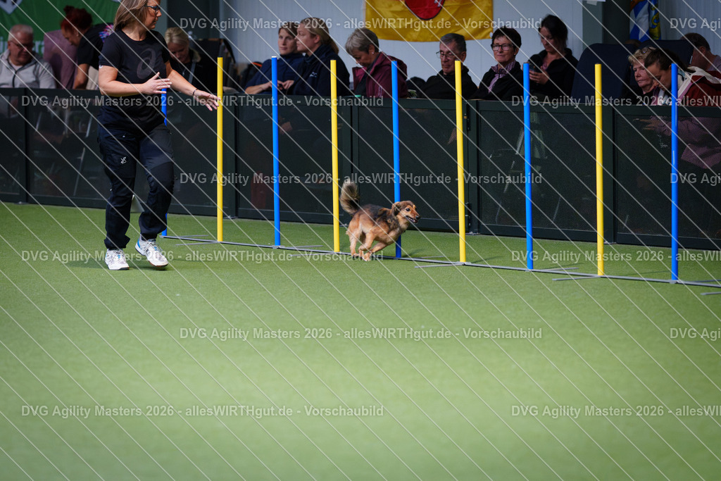 allesWIRTHgut_Tierfotografie-DVG_Agility_Masters_2026-12_23-7R508146 | Professionelle Tierfotografie in Mönchengladbach von Daniel Wirth (allesWIRTHgut). Liebevolle & natürliche Bilder von Hunden & Katzen für unvergessliche Erinnerungen.