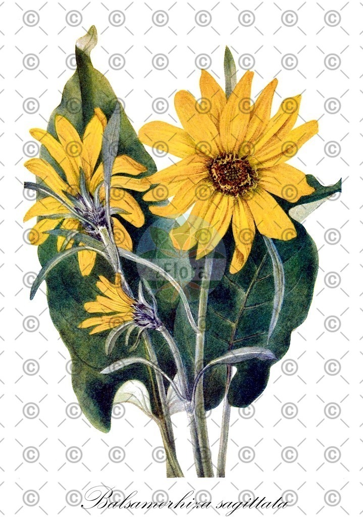 HistAbb_wfo-0000558960_1_ENZY_Simple | Historische Abbildung von Balsamorhiza sagittata - Asteraceae | Historical Illustration of Balsamorhiza sagittata - Asteraceae