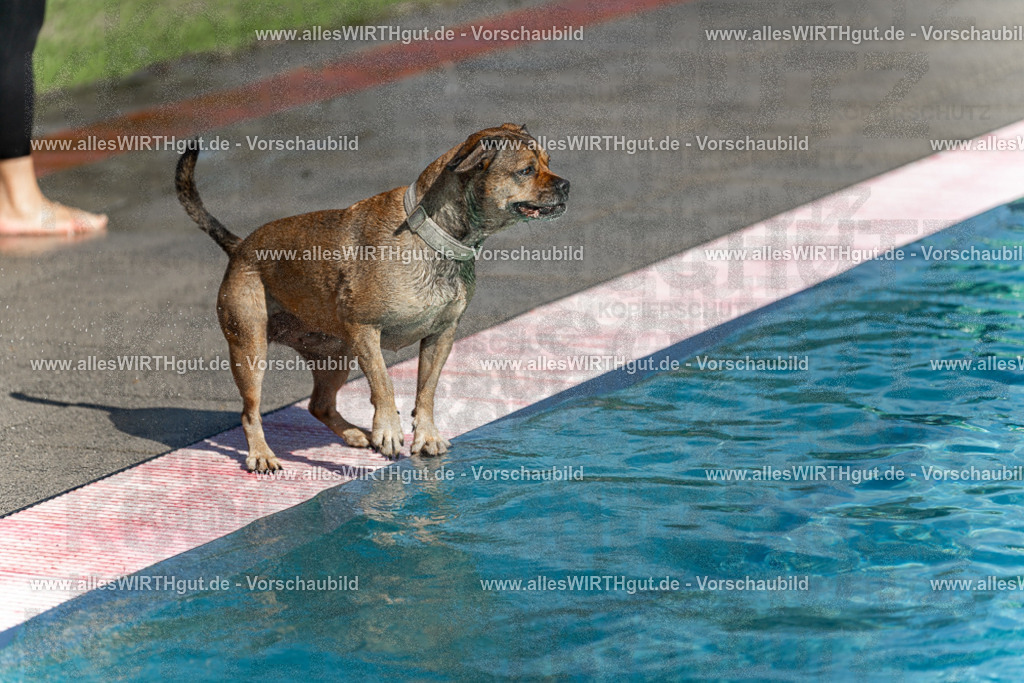 Hundeschwimmen_Volksbad_2026-allesWIRTHgut_Tierfotografie-2609061122-103235-7R509589 | Professionelle Tierfotografie in Mönchengladbach von Daniel Wirth (allesWIRTHgut). Liebevolle & natürliche Bilder von Hunden & Katzen für unvergessliche Erinnerungen.