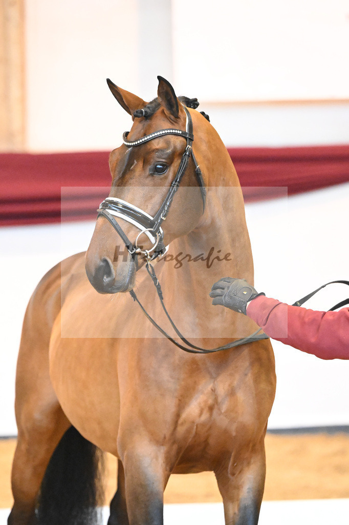 Kat-Nr. 64 v. Vitalis_Bock_66222165 | hf-fotografie - Realisiert mit Pictrs.com