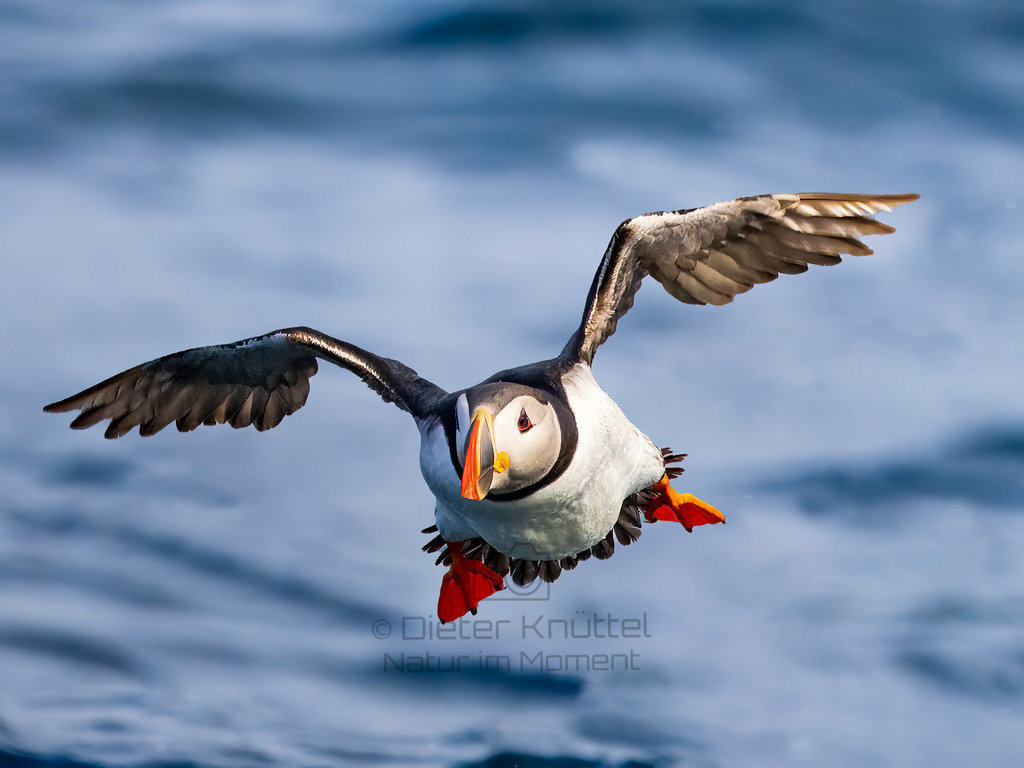 Papageintaucher hebt ab | Der Papageintaucher hebt ab. Er muss viel Energie dafür verwenden, aus dem Wasser aufzusteigen. Farbenfroh wie sie sind wirken sie wie lustige kleine Kerle.
 - Realisiert mit Pictrs.com