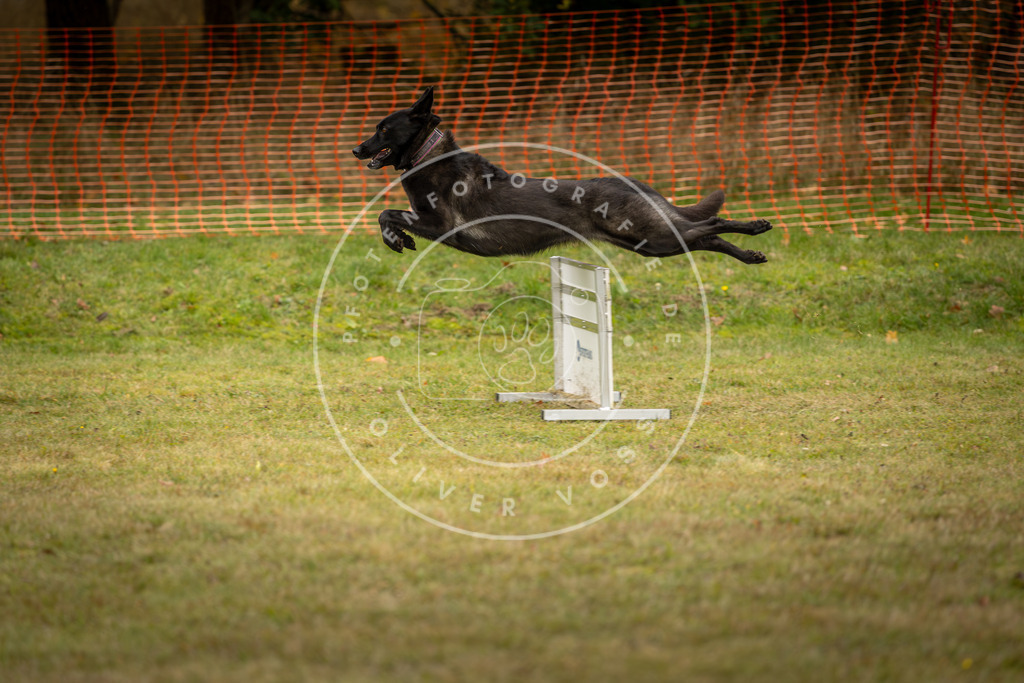 Pfotenfotografie_DV3A5710 | Hundefotografie, Tierfotograf, Pfotenfotografie, Fotoshooting Hund, Hunde Portrait, Hundesport, Hundeportraits, Heideshooting, Hunde, Sportfotograf, Hundefotograf, Turnierhundsport, THS,  - Realisiert mit Pictrs.com