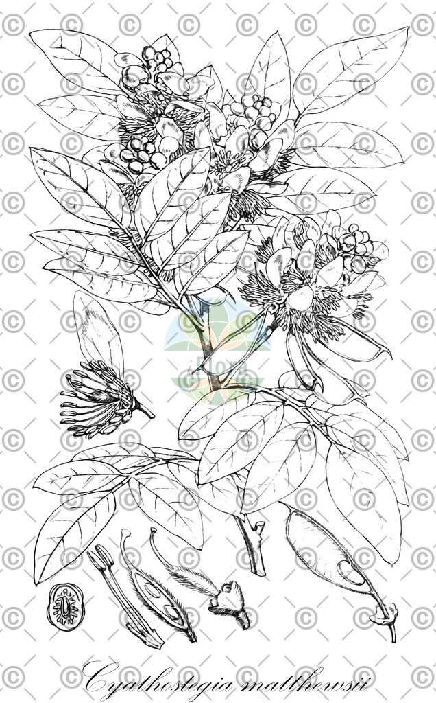 HistAbb_wfo-0000631165_2_ENZY_Simple | Historische Abbildung von Cyathostegia matthewsii - Fabaceae | Historical Illustration of Cyathostegia matthewsii - Fabaceae