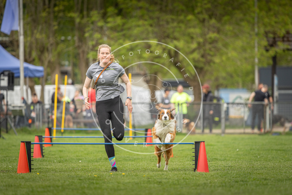 Pfotenfotografie_DV3A0491 | Hundefotografie, Tierfotograf, Pfotenfotografie, Fotoshooting Hund, Hunde Portrait, Hundesport, Hundeportraits, Heideshooting, Hunde, Sportfotograf, Hundefotograf, Turnierhundsport, THS,  - Realisiert mit Pictrs.com