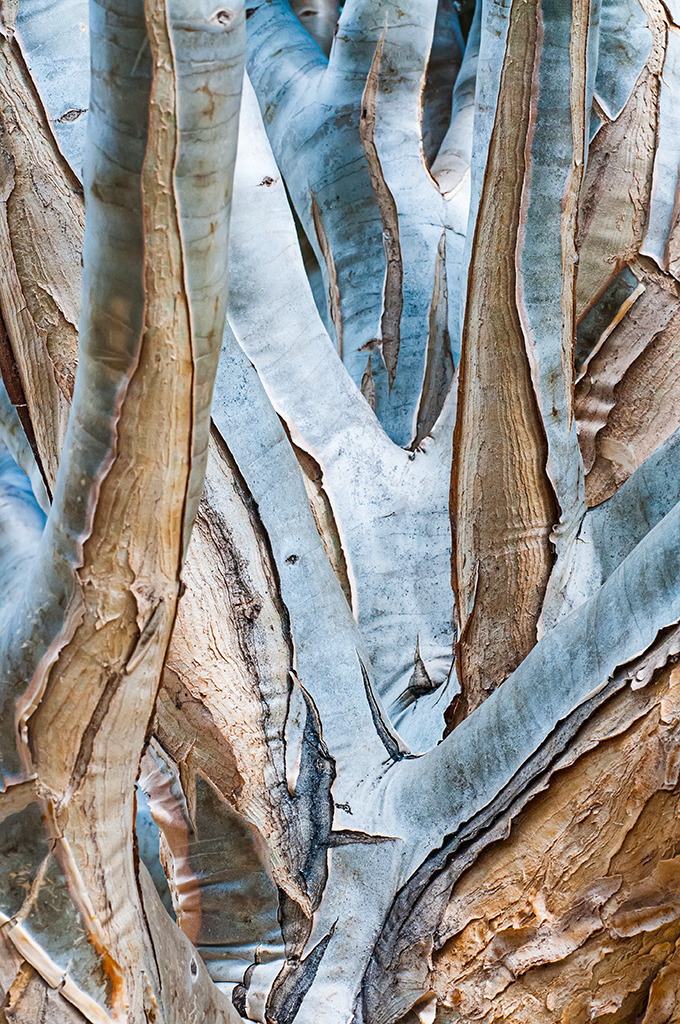 d_2012_05_0452 | Drachenbaum-Aloe, Aloe dichotoma, Botanischer Garten Bonn - Realisiert mit Pictrs.com