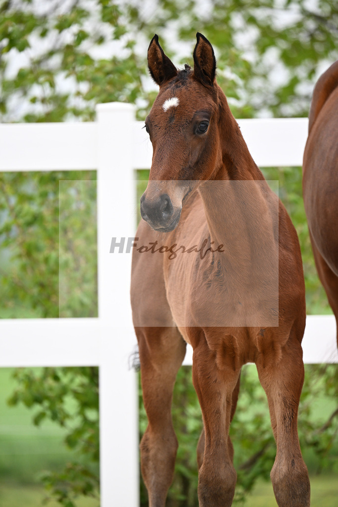 Kat-Nr. 38 HF Viva Vitalis x Benicio_Pointinger_23260634 | hf-fotografie - Realisiert mit Pictrs.com