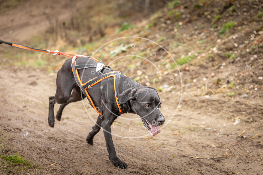 DV3A0518 | Hundefotografie, Tierfotograf, Pfotenfotografie, Fotoshooting Hund, Hunde Portrait, Hundesport, Hundeportraits, Heideshooting, Hunde, Sportfotograf, Hundefotograf, Turnierhundsport, THS,  - Realisiert mit Pictrs.com