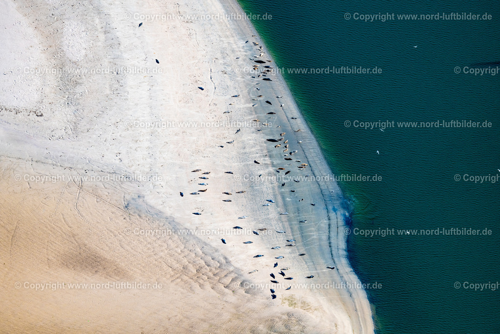 Norderney_Robben_Und_Seehundbank_Ostende_ELS_5602050923 | NORDERNEY 05.09.2023 Küsten- Landschaft und Sandbank - Strukturen Robben und Seehunde auf einer Sandbank " Seehundbank " in Norderney im Bundesland Niedersachsen, Deutschland. // Coastal landscape and sandbank structures Seals and harbor seals on a sandbank "Seehundbank" in Norderney in the state Lower Saxony, Germany. Foto: Martin Elsen