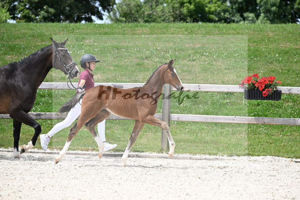 Kat-Nr. 14 Va Bene x Le Vivaldi_HF_Wimmer_15250463 | hf-fotografie - Realizzato con Pictrs.com