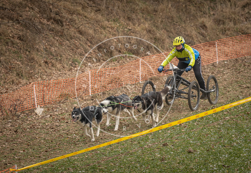 Pfotenfotografie_DV3A8508 | Hundefotografie, Tierfotograf, Pfotenfotografie, Fotoshooting Hund, Hunde Portrait, Hundesport, Hundeportraits, Heideshooting, Hunde, Sportfotograf, Hundefotograf, Turnierhundsport, THS,  - Realisiert mit Pictrs.com
