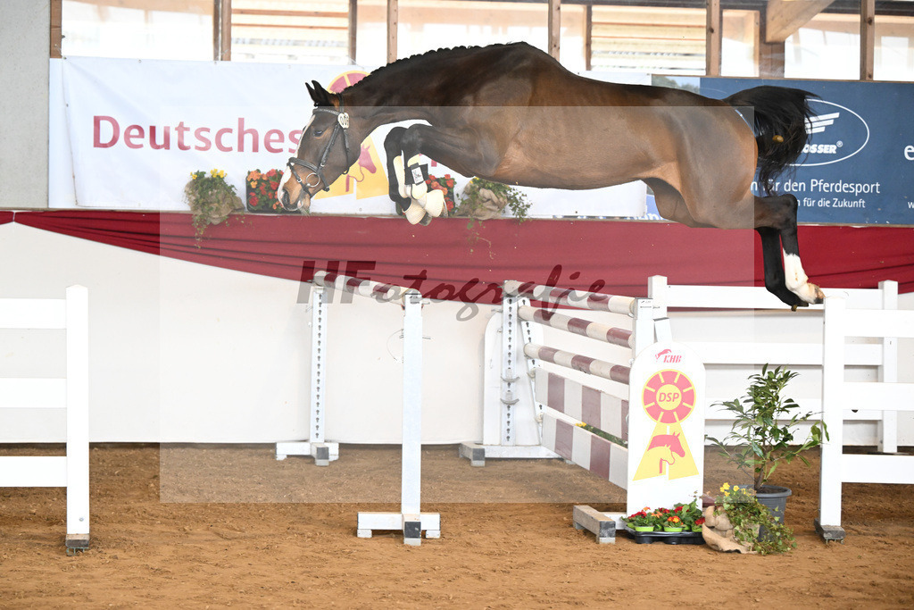 Kat-Nr. 6 Royal Lady v. Casolo_Irl_16250630 | hf-fotografie - Realisiert mit Pictrs.com