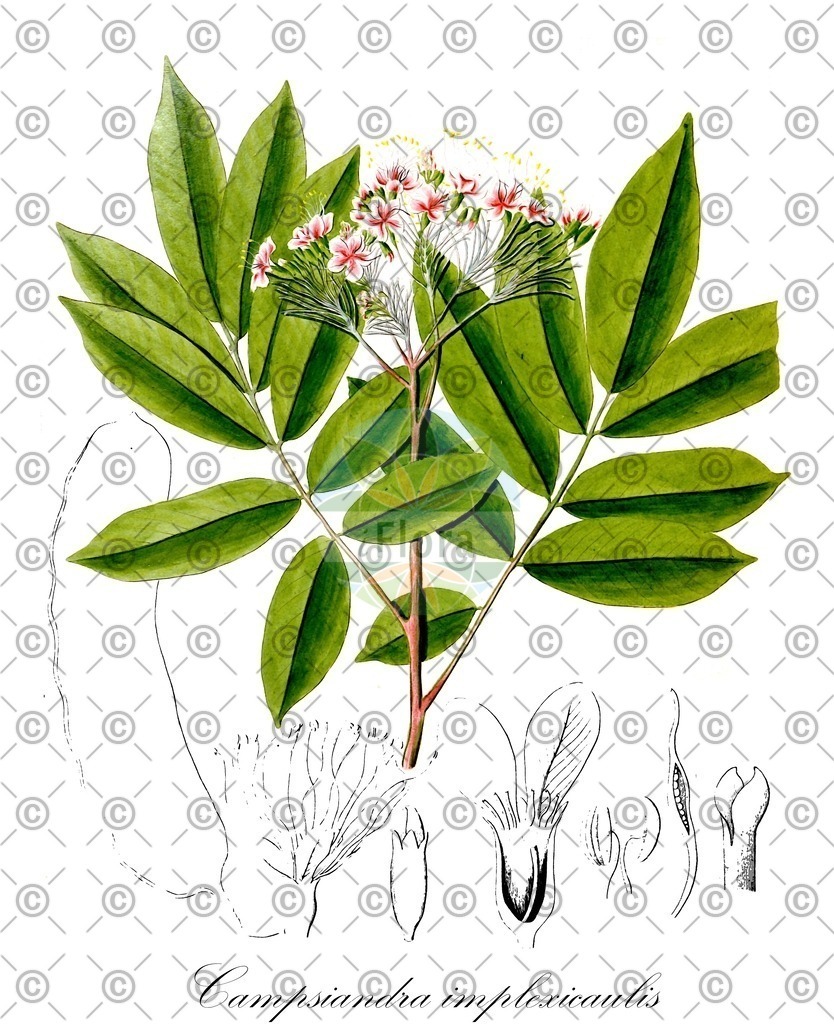 HistAbb_wfo-0000781850_1_ENZY_Simple | Historische Abbildung von Campsiandra implexicaulis - Fabaceae | Historical Illustration of Campsiandra implexicaulis - Fabaceae