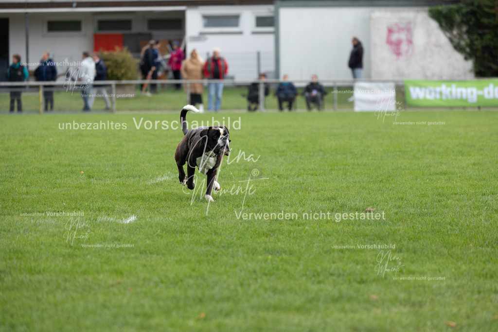 _16A7097 | Einzigartige Fotos von Hunden & Menschen –Actionfotos, Portraits, Vereinsaufnahmen & Paarshootings – authentisch, lebendig & mit Herz.