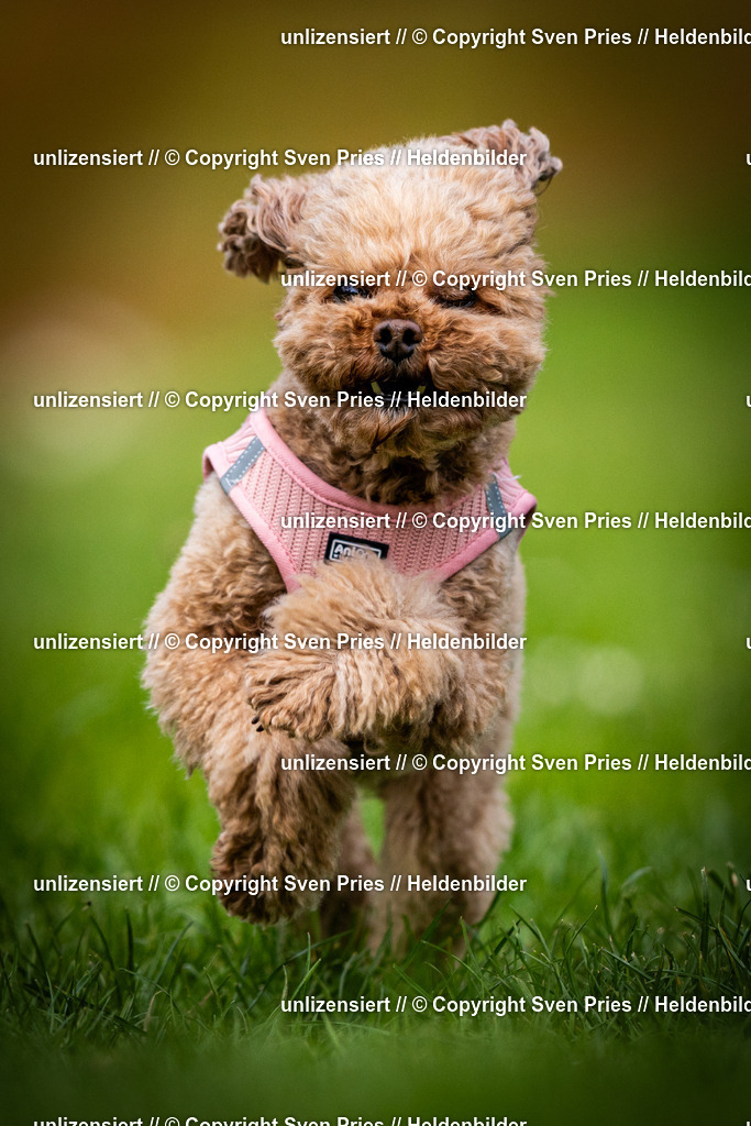 Sven Pries | 2025-04-13 - Hunderennen Baden-Baden - Realisiert mit Pictrs.com