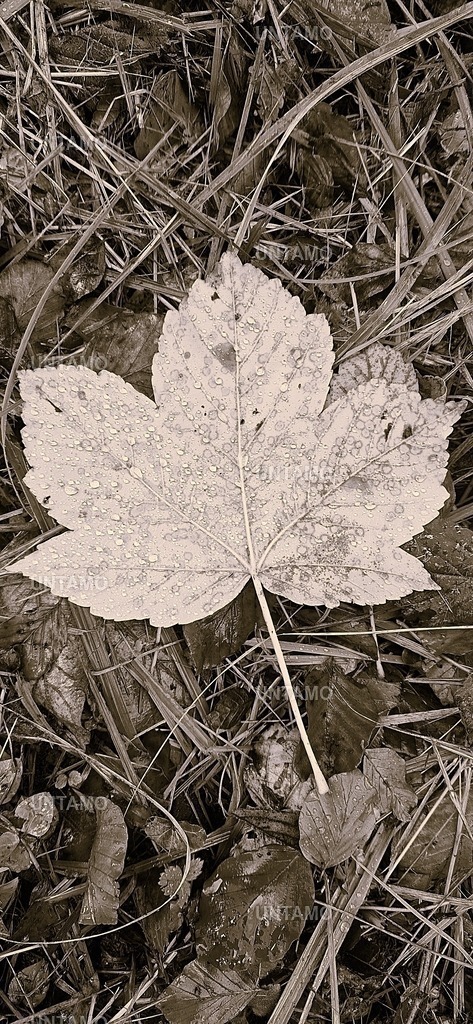 Herbstblatt Retro | untamo - Realisiert mit Pictrs.com