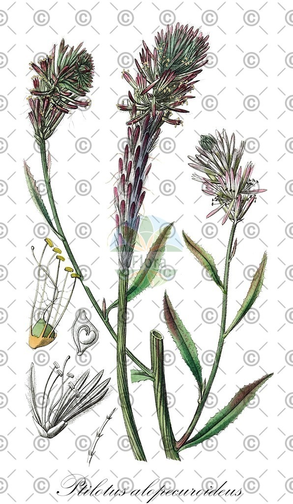 HistAbb_wfo-0000201353_1_ENZY_Simple | Historische Abbildung von Ptilotus alopecuroideus - | Historical Illustration of Ptilotus alopecuroideus - 