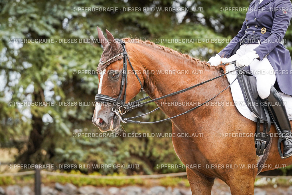 DSC04902 | Pferdegrafie