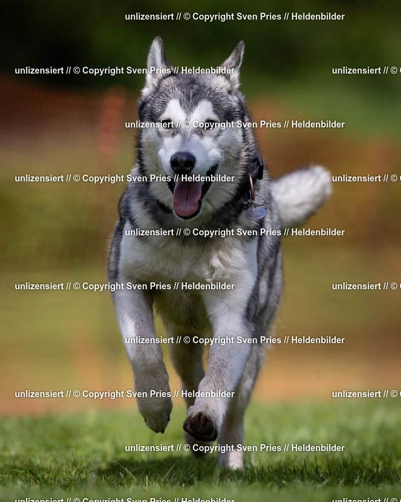 Sven Pries | 2024-04-21 - Hunderennen Baden-Oos
Foto: Sven Pries - Realisiert mit Pictrs.com