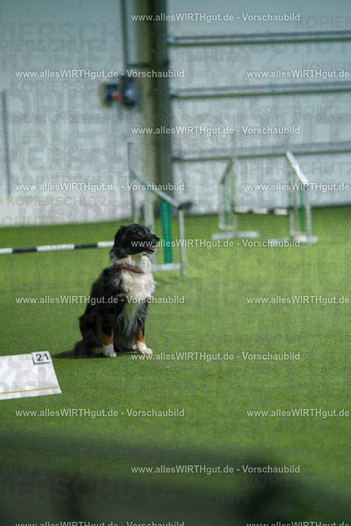 7R507124 | Professionelle Tierfotografie in Mönchengladbach von Daniel Wirth (allesWIRTHgut). Liebevolle & natürliche Bilder von Hunden & Katzen für unvergessliche Erinnerungen.