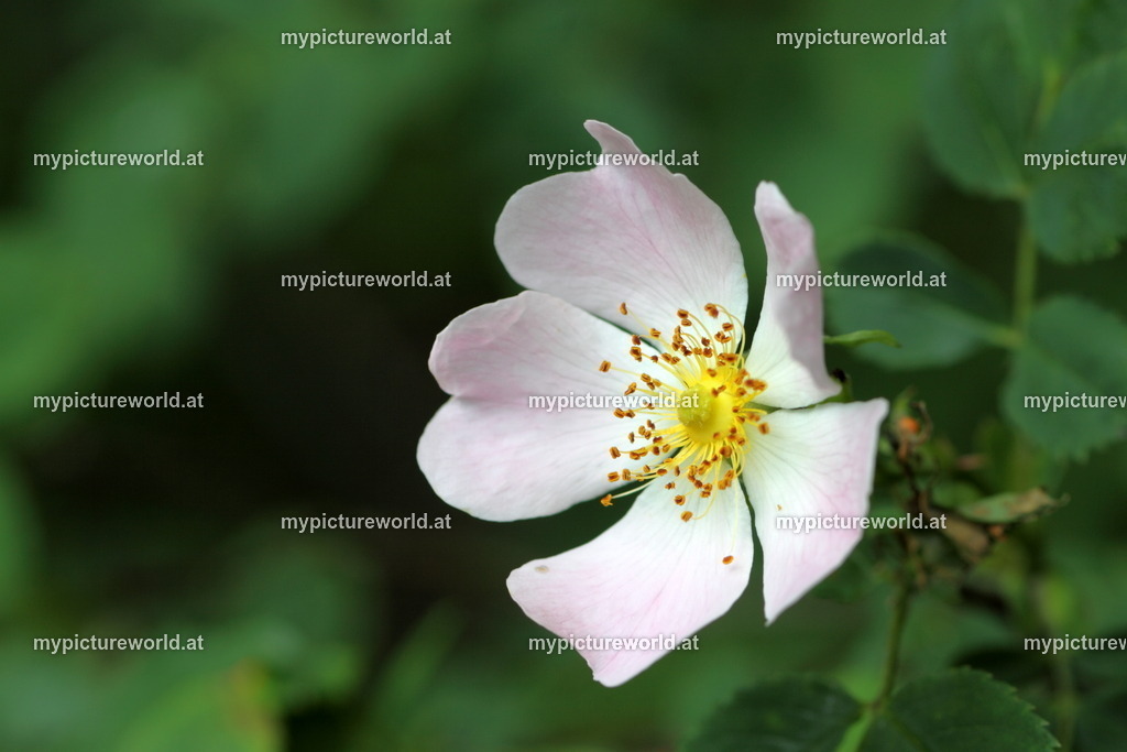 Filz-Rose-002 | Das Bilderarchiv über Tiere, Planzen und Landschaften. In der Bilddatenbank finden Sie ein große Auswahl an hochwertigen Bilder für Ihre Werbung - Realisiert mit Pictrs.com