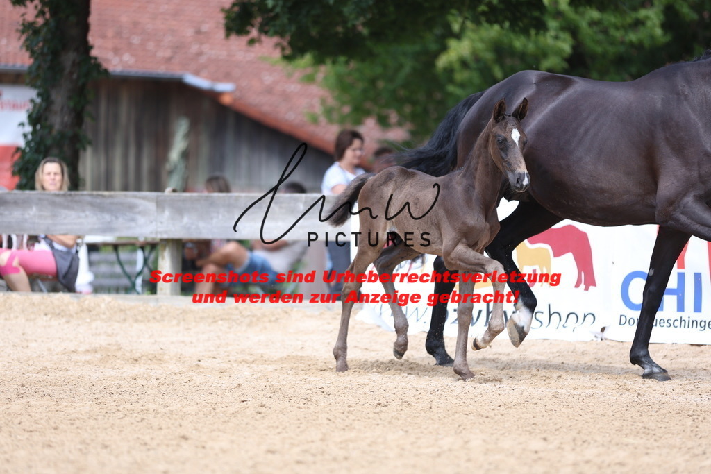 Fohlenschau_Schwäbisch_Hall_dressurbetonte_Fohlen_KN 17_4 | lmwpictures - Realisiert mit Pictrs.com