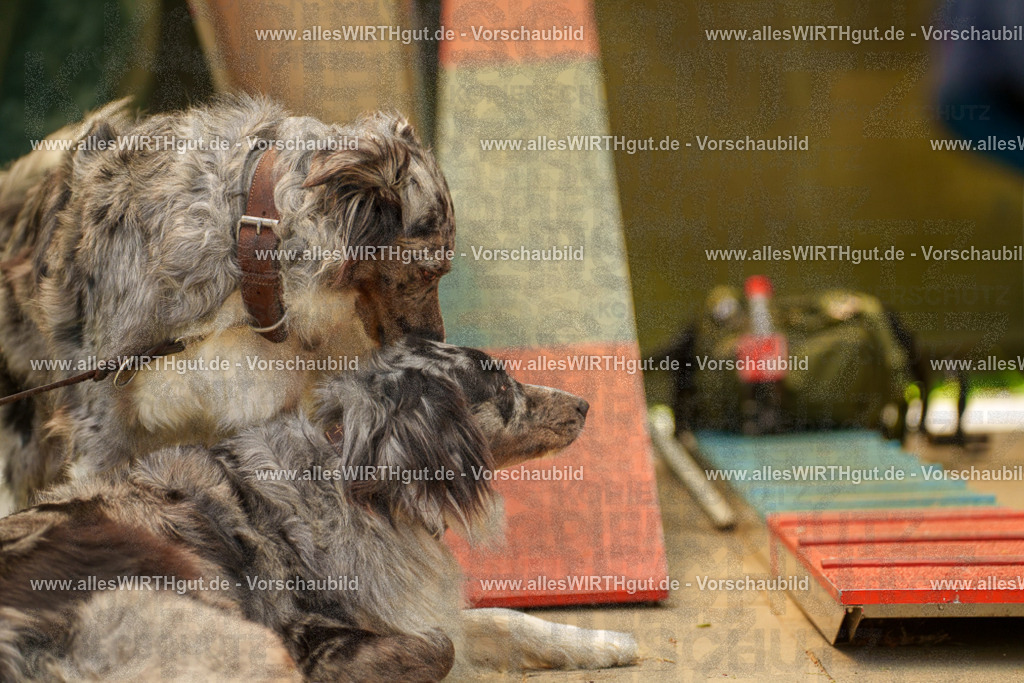 @allesWIRTHgut_Tierfotografie - www.allesWIRTHgut.de - 7R504102 | Professionelle Tierfotografie in Mönchengladbach von Daniel Wirth (allesWIRTHgut). Liebevolle & natürliche Bilder von Hunden & Katzen für unvergessliche Erinnerungen.